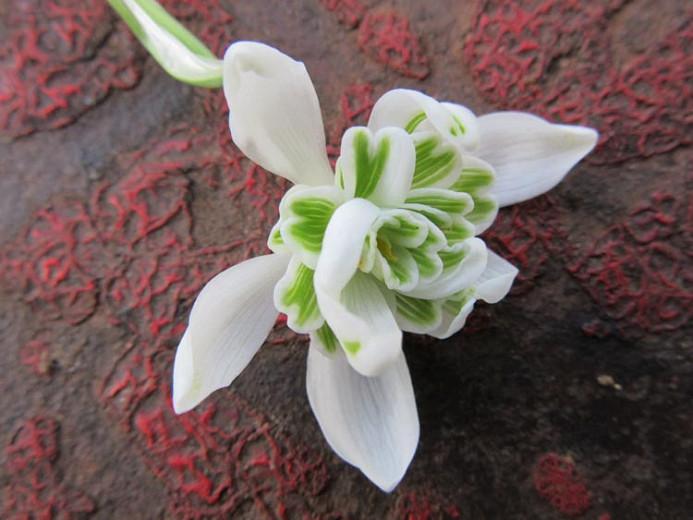Galanthus Nivalis F. Pleniflorus 'Flore Pleno', Double Snowdrop, Galanthus nivalis 'Flore Pleno', early flowering bulb, winter bulb, white flowering bulb